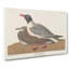 Black-Headed Gull by John James Audubon - Wrapped Canvas-55370579