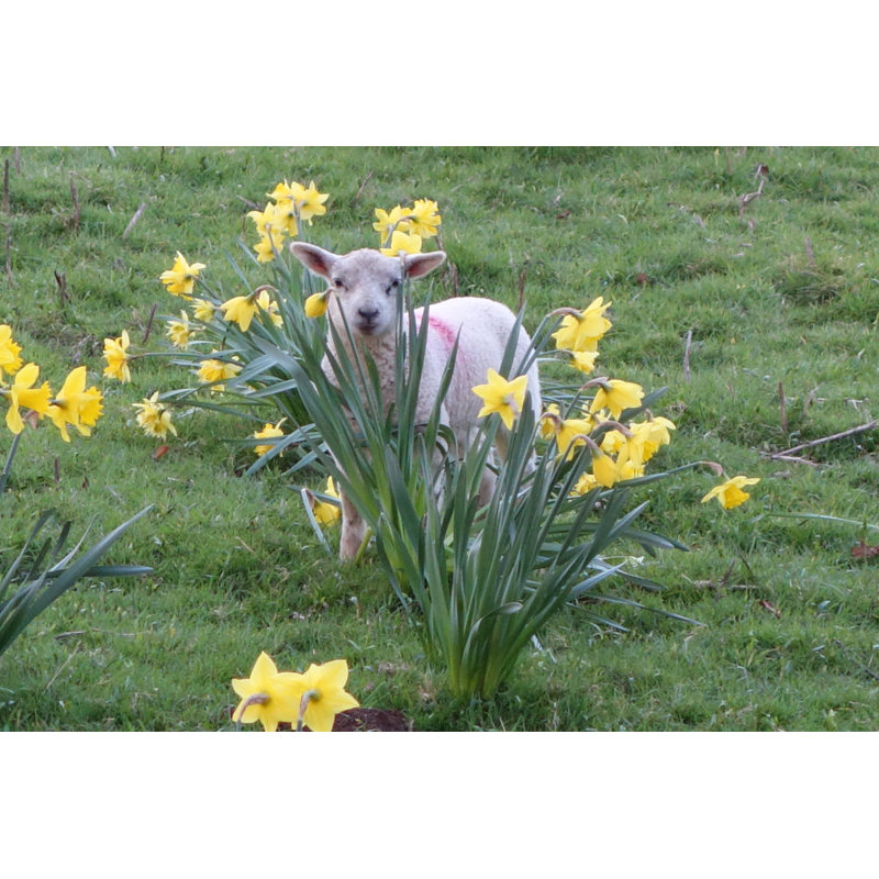 Spring Lamb Playing In The Daffodils by Madmickandmo - No Frame Print on Canvas, 30cm H x 46cm W