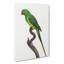 Alexandrine Parakeet - Wrapped Canvas Painting-55368919