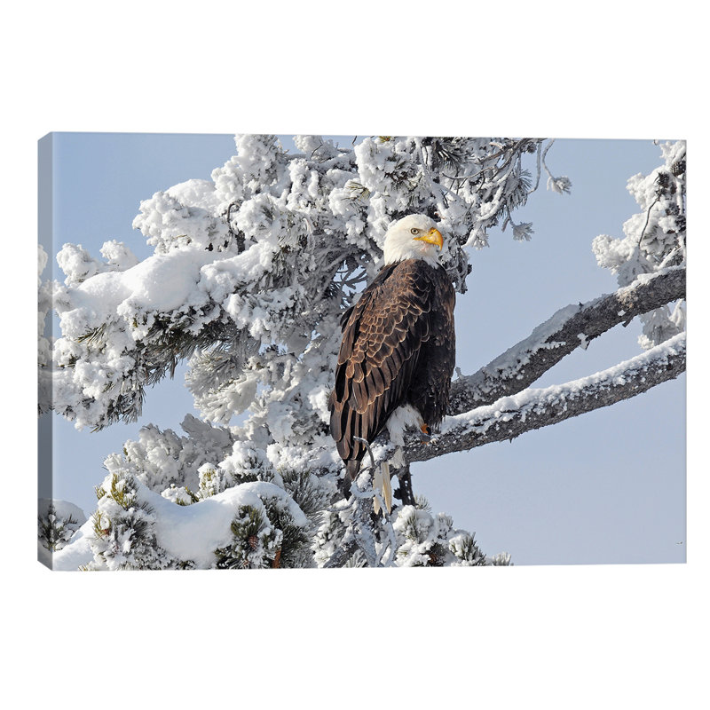 Winter Eagle - Wrapped Canvas Print, 66.04 cm H x 45.72 cm W x 3.175 cm D