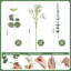 100 tiges d'eucalyptus mélangées avec du gypsophile, tiges de verdure artificielle et fleurs artificielles de gypsophile en vrac pour bouquets à faire soi-même, centres de table de mariage, décorations florales