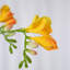 Freesia artificiel en soie Audet (paquet de 1 branche)-503104013