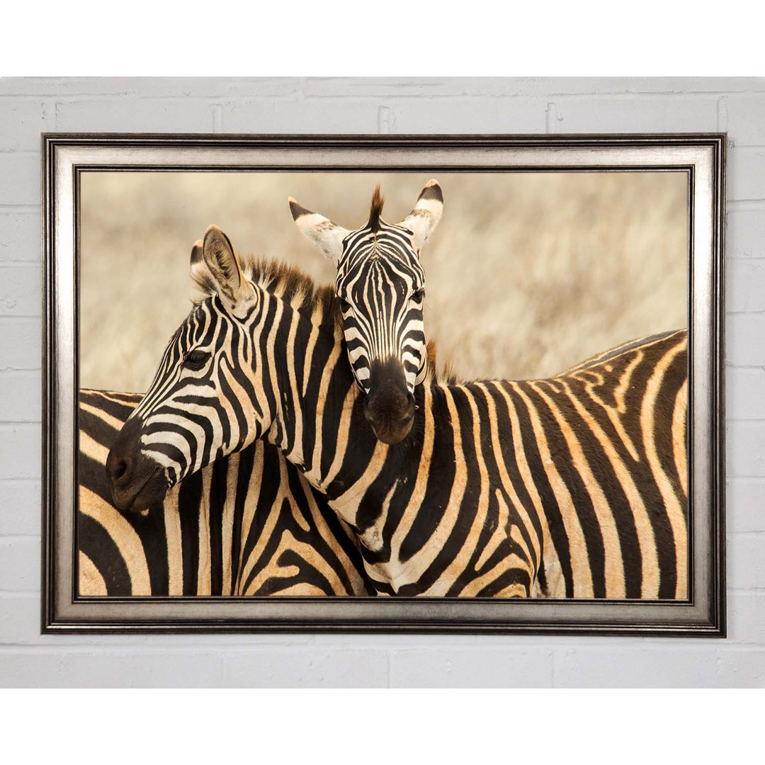 Zebra Duo Love Gerahmter Druck