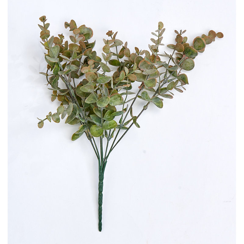 Choix d'eucalyptus