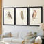 Petite chouette - impression encadrée sur mesure de qualité supérieure - 3 pièces-451118269-451118257