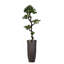 Yacca de Panama en pot