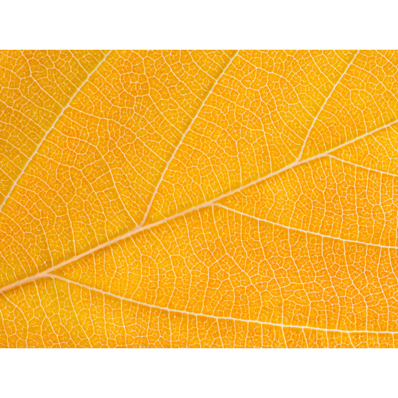 Autumn Leaf by Philippe Monthoux, Black Framed Canvas, 24" H x 32" W