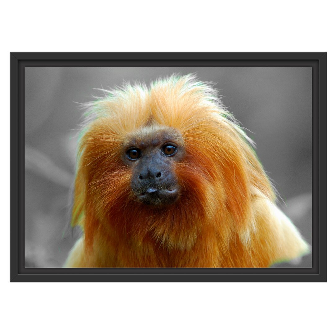 Gerahmter Fotodruck Small Lion Tamarin