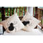 Coussin décoratif intérieur / extérieur Big Spider-897853320-897853324