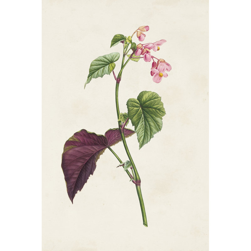 Pretty Pink Botanicals VI - Art Prints, 91 cm H x 61 cm W, Wrapped Canvas