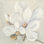 «Serene Magnolia» par Julia Purinton - reproduction d'art