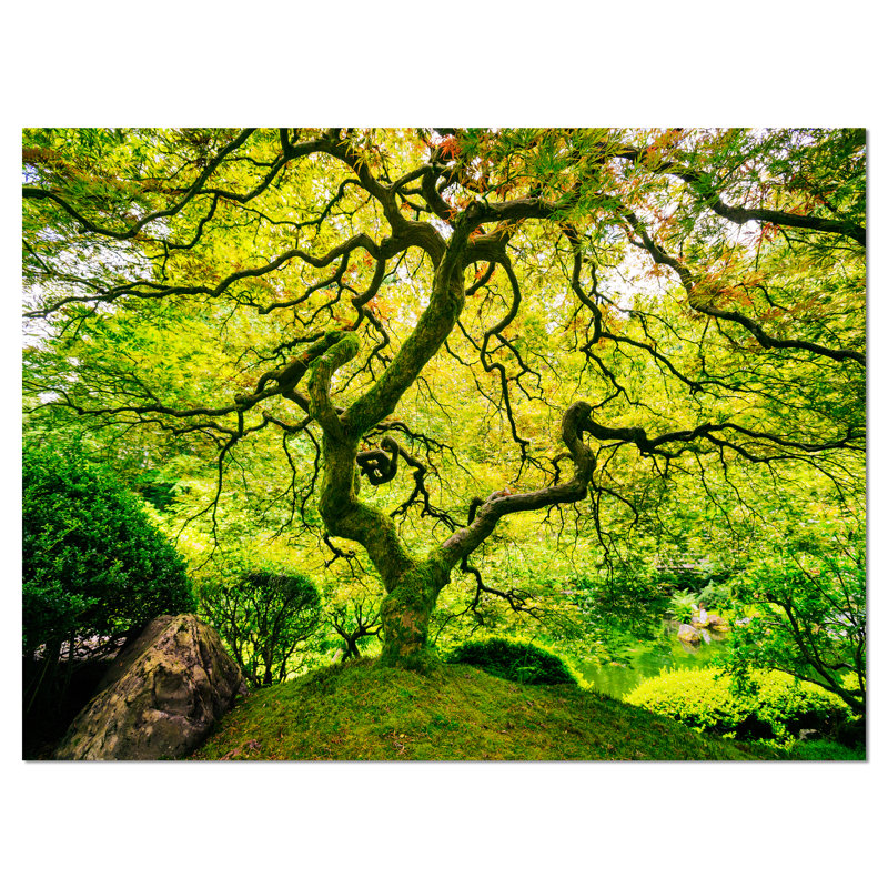 «Amazing Green Tree», reproduction de photo sur toile tendue encadrée, H 12 po x l 20 po x P 1 po, Toile tendue avec châssis