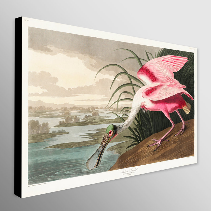 Roseate Spoonbill by John Audubon - Wrapped Canvas Print, 81cm H x 117cm W
