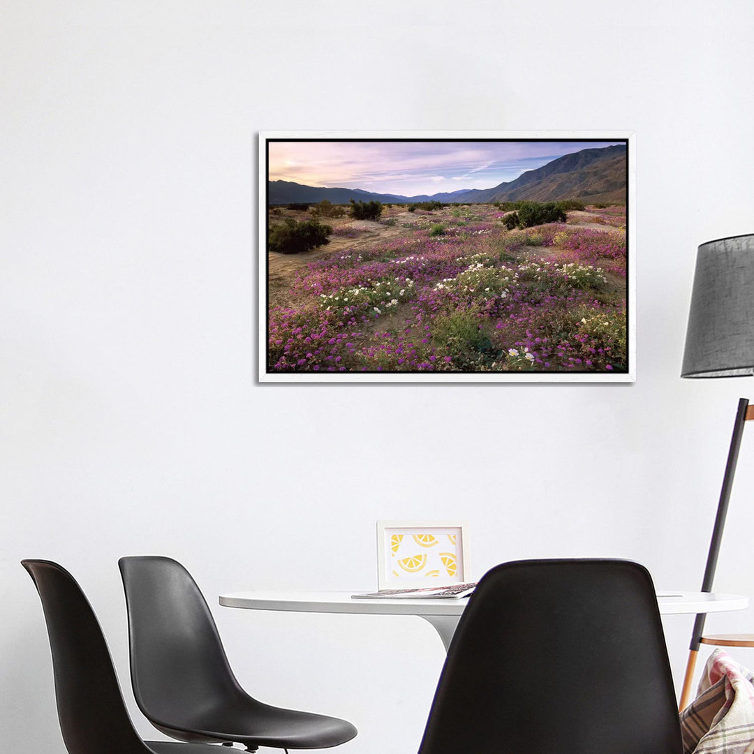 Sand Verbena And Primrose Blooming, Anza-Borrego Desert State Park, California von Tim Fitzharris - Gallery-Wrapped Canv...