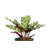 Live Rattlesnake Calathea Plant in Hanging Pot