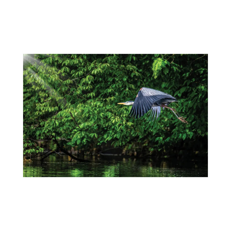 Big Blue In Green by David Gardiner - Wrapped Canvas Print, 30.48cm H x 45.72cm W