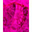 Overdyed Hand-Knotted Wool Modern-Contemporary Pink Area Rug 8' 1" x 8' 1"