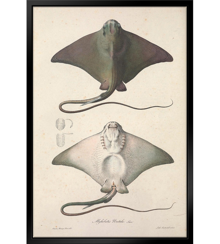 Vintage Stingray - reproduction sur toile avec cadre flottant, L 11 po x H 14 po