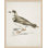 Coastal Bird Impression " Coastal Bird Impression 5 "