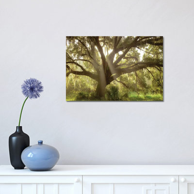" Beautiful Southern Live Oak tree, Flordia " Print