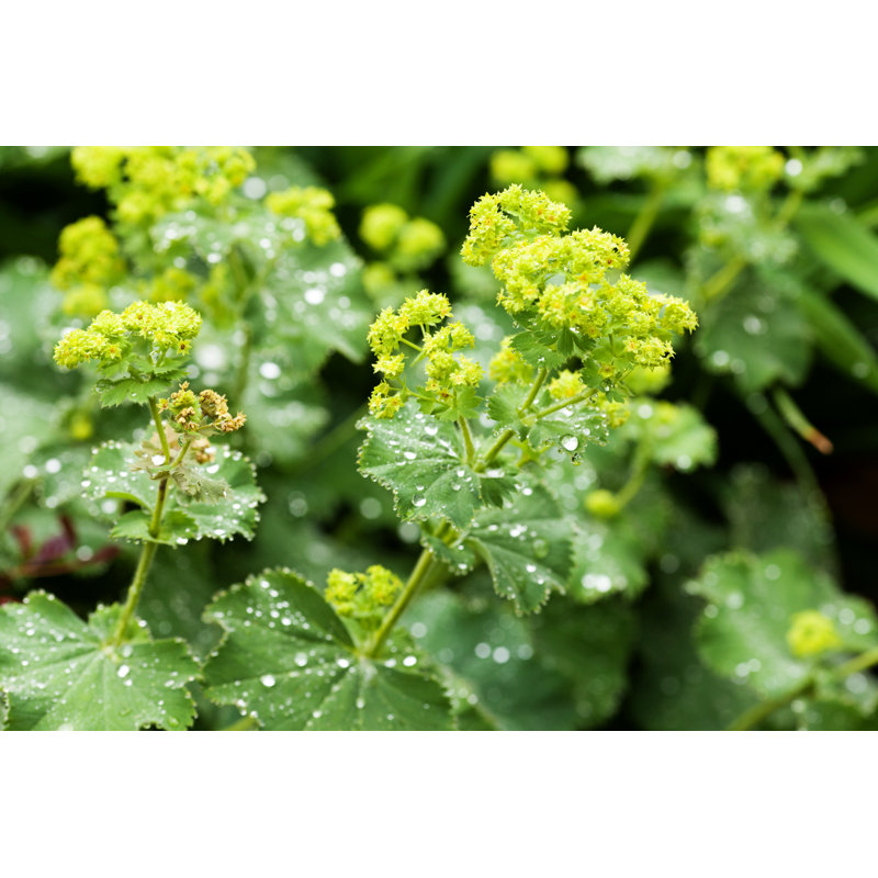 Closeup Of Mantle Flowers (Alchemilla Mollis) In Water Drops After Rain. Lady'S-Mantle - Perennial Garden Ornamental Plant. Selective Focus. by Speakingtomato - Wrapped Canvas Print