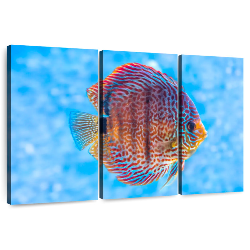 Brampt Freshwater Discus Fish, 32" H x 50" W