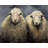 Wool Sheeps Polyester Placemat - Rustic Farm Animal Decor