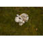Corfu Animals Weather Resistant UV Resistant Plastic Garden Statue