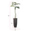 Plante de 80 po