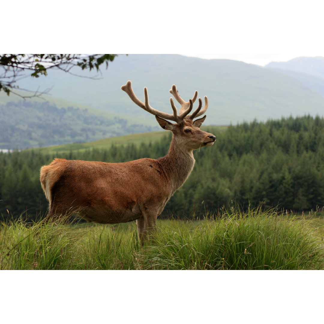 Rothirsch in den Highlands von Gwengoat - Druck auf Leinwand ohne Rahmen