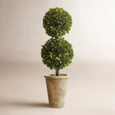 Aldin 30" Boxwood Topiary in Pot