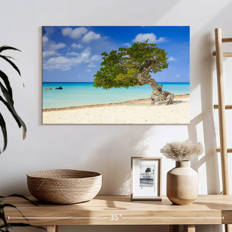 Arbre Aruba Gillard Divi Divi, H 16 po x l 24 po