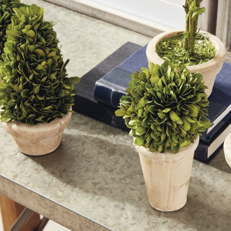 Preserved Boxwood 5 Piece Topiary Set