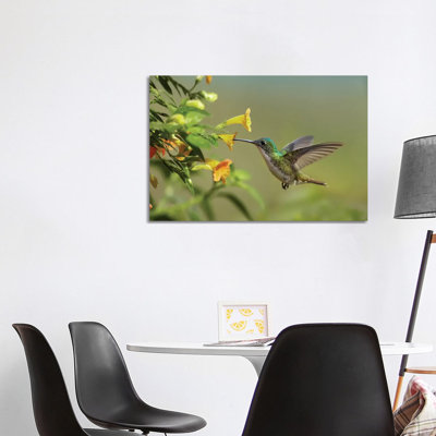 Andean Emerald Hummingbird Feeding on a Yellow Flower, Ecuador 1 Piece Wrapped Canvas Wall Art