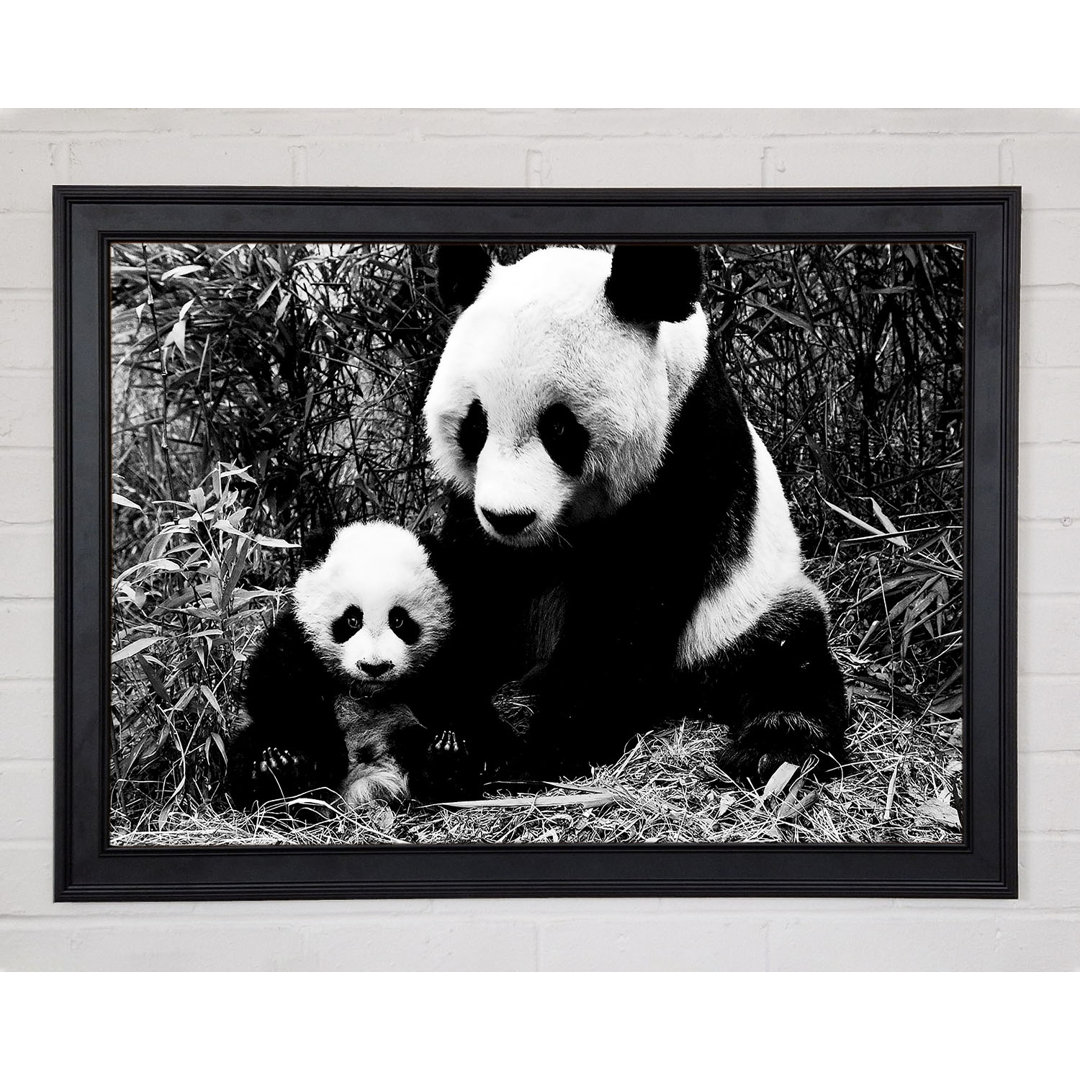 Panda Mutter und Baby - Druck