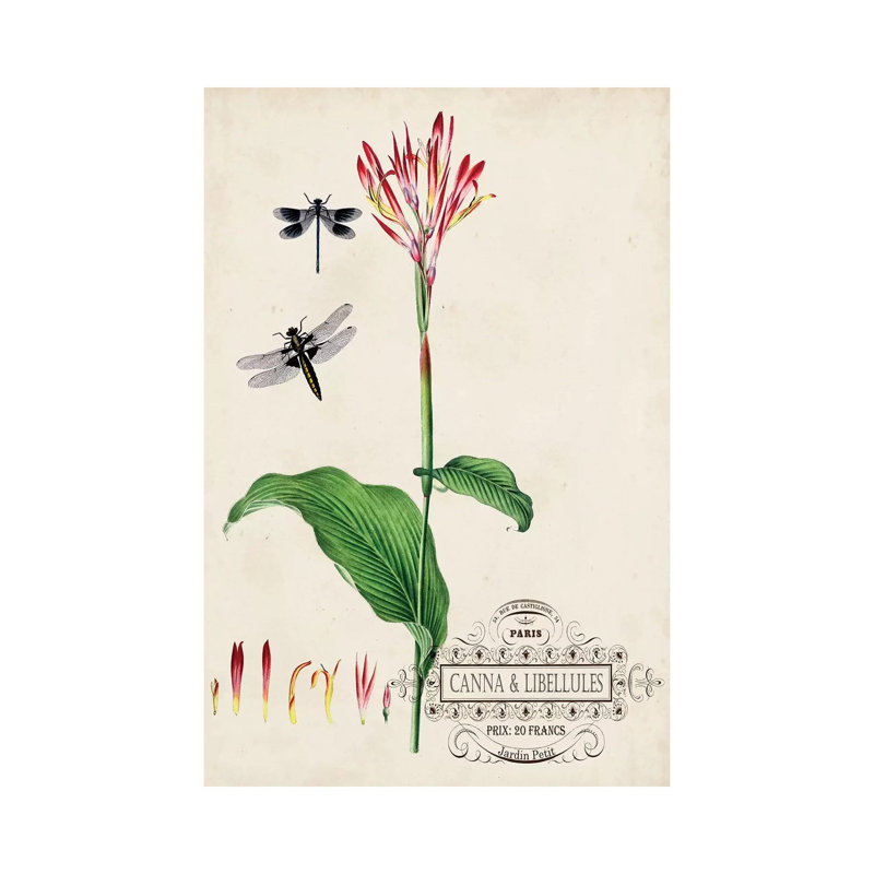 Canna & Dragonflies II by Vision Studio - Wrapped Canvas Gallery-Wrapped Canvas Giclée, 66.04 cm H  x 45.72 cm W