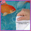 Housse de couette Goldfish Bedding-123062843