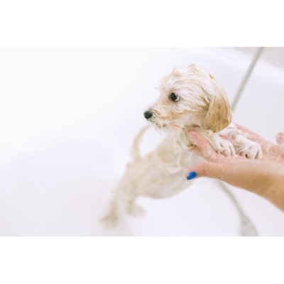 Bain pour chiots par Pekic