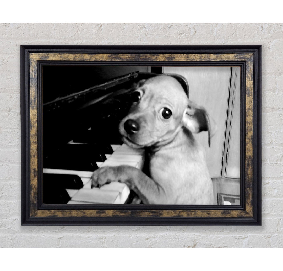 Piano Pup - Druck