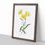 Yellow Starflowers - Framed Print-55629397-55629398