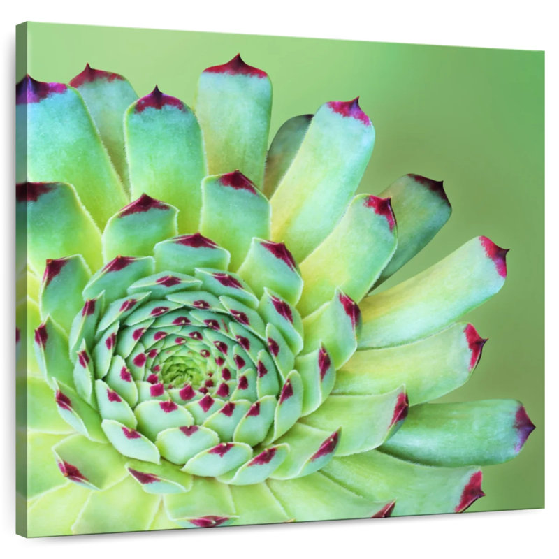 Harnek Exotic Succulent, 16" H x 16" W