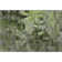Premium Machine Washable Cerrito AMF555 Green Rug