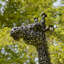Statue de jardin en métal Meyeroff Giraffes