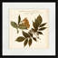 Pressed Botanical 6 Print