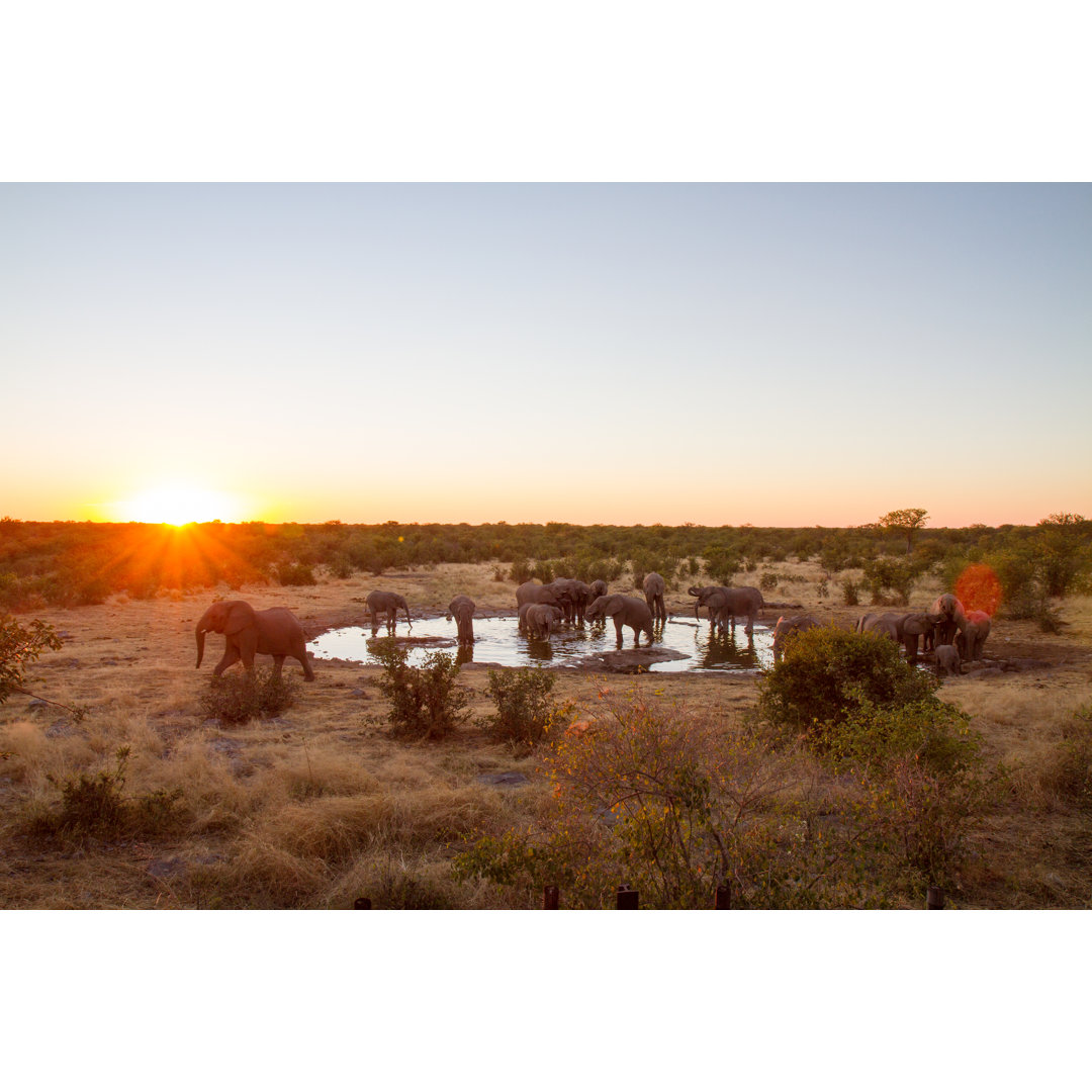 Elefanten trinken Wasser bei Sonnenuntergang von SimonSkafar - Drucken