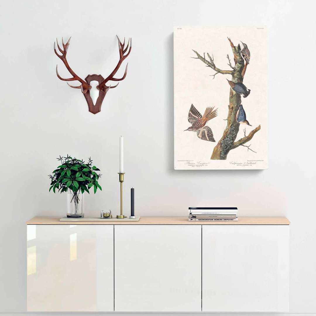 Nuthatch & Creeper Birds by John Audubon - Wrapped Canvas