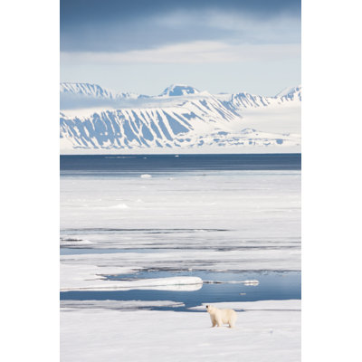 Polar Bear On Arctic Sea Ice by Nailzchap - No Frame Print on Canvas