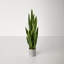 Artificial Sansevieria Snake Plant in Pot-1454465283