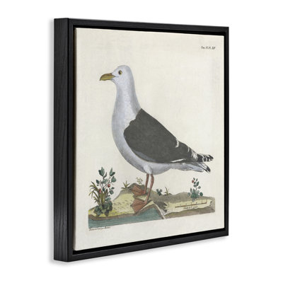 Cadre flottant rétro avec diagramme d'étude de mouettes, design par Phillipa Katz