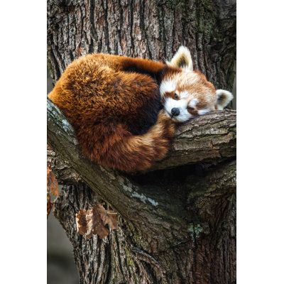 Red Panda - Wrapped Canvas Print